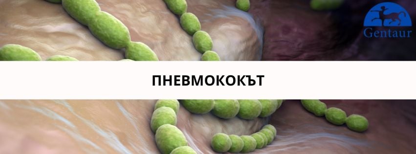 Pnevmokoki ili kakvo atakuva nashite detsa izobrazhenie